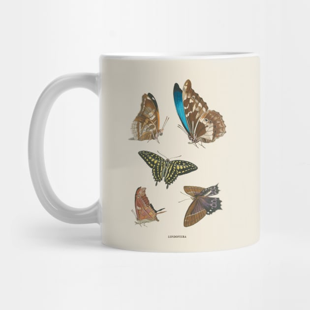 Butterflies Antique Naturalist Illustration by Antiquated Art